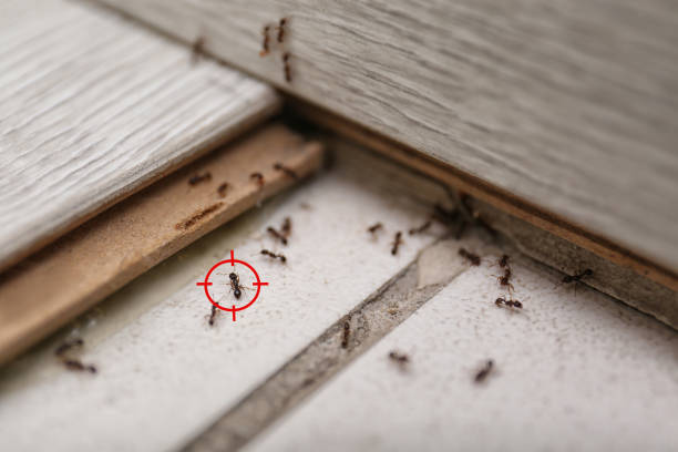 Best Rodent Control Near Me  in Aubrey, TX